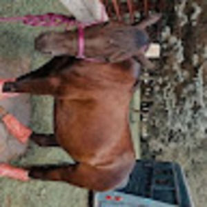 Meet your Posher, Livia